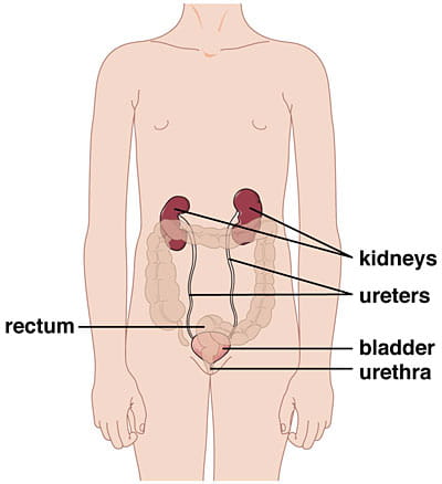 A graphic showing the location of the kidneys, ureters, bladder, urethra and rectum.